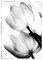 Translucent Tulips II Poster Print by Debra Van Swearingen - Item # VARPDX16795P